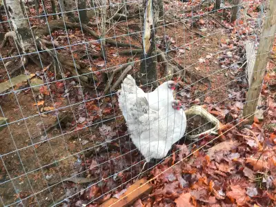 Lavender Orpington hatching eggs . Also will have chickens in 2, View more