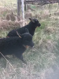 Bottle lambs