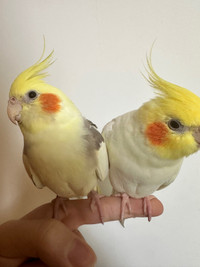 Friendly cockatiels with cage 