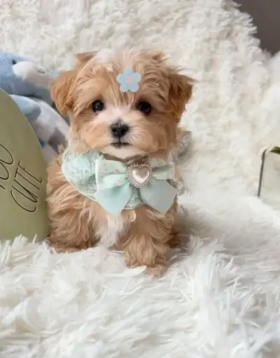 Tiny Teddy Bear Maltipoo puppies, View more