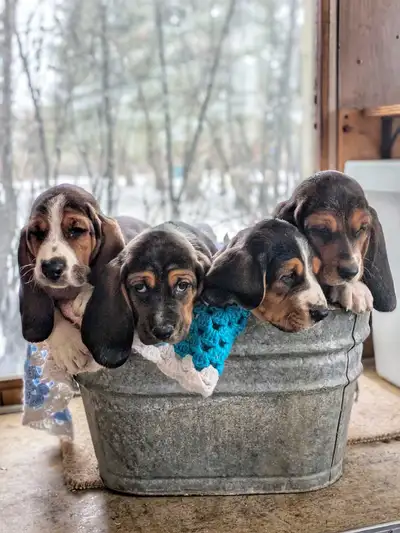 Adorable Basset Hound Puppies, View more