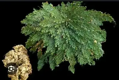 Resurrection Plant, View more
