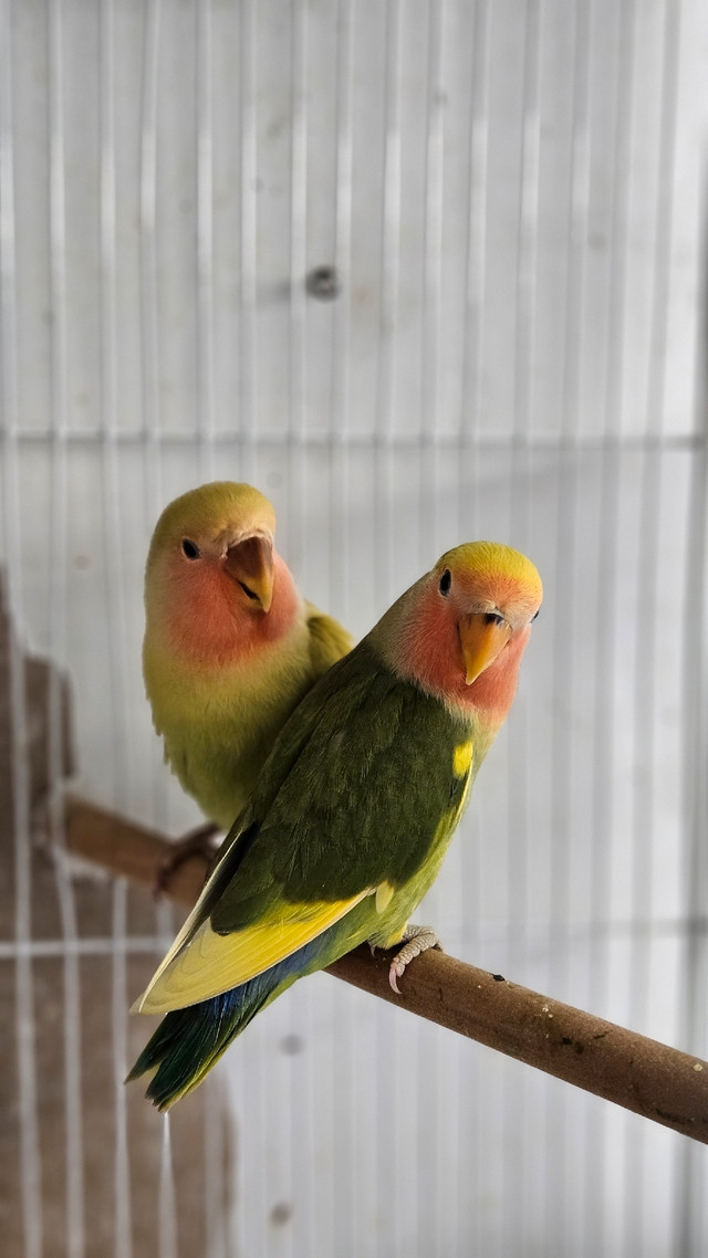 Hand raised baby Lovebirds for sale | Birds for Rehoming | City of