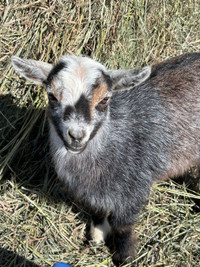 Nigerian Dwarf goats for rehoming 