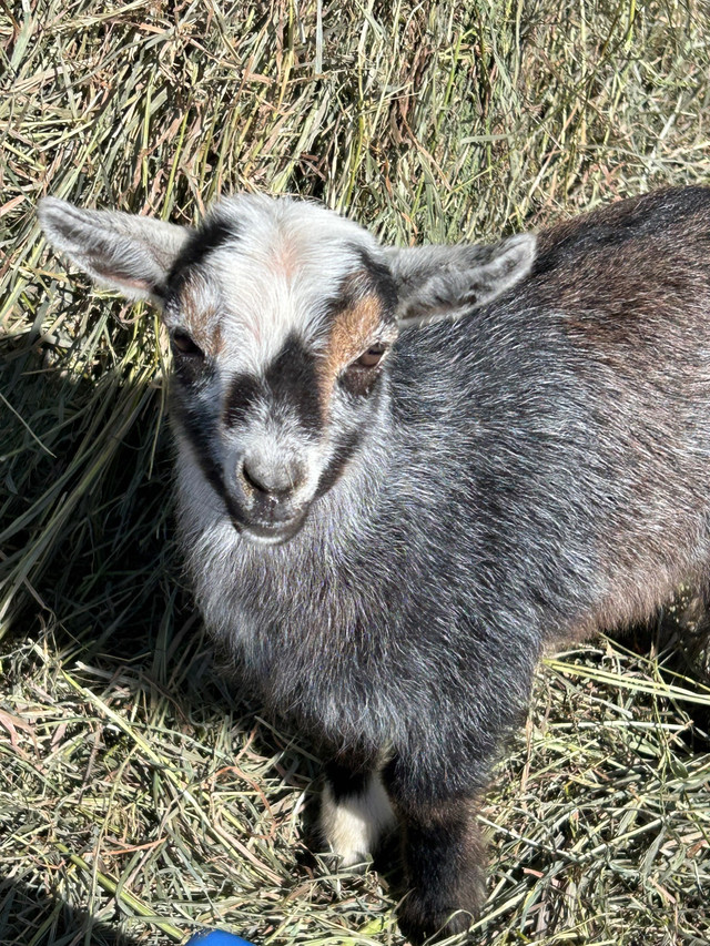 Nigerian Dwarf goats for rehoming  in Livestock in Calgary