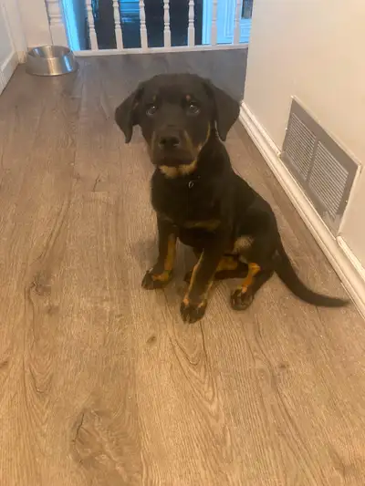 Hi I have a female puppy just over two months old mix with German shepherd and Rottweiler She is rea...