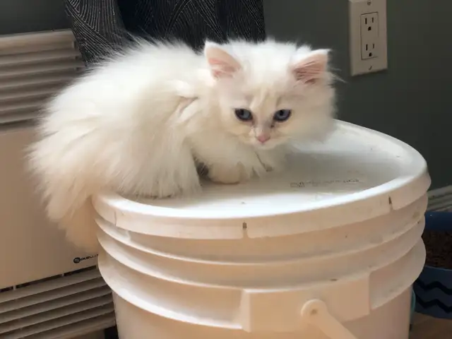 Petits chattons Siberians