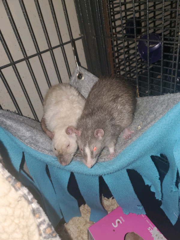  Pet Rats  in Small Animals for Rehoming in Regina - Image 4
