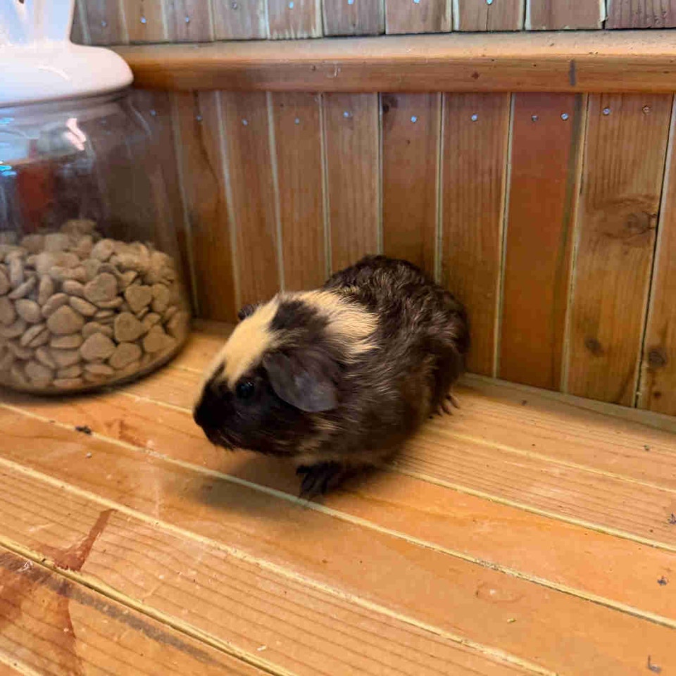 young male Guinea pig | Small Animals for Rehoming | Ottawa | Free ...