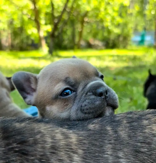Super Cute French bulldogs for sale. in Dogs & Puppies for Rehoming in Winnipeg - Image 2