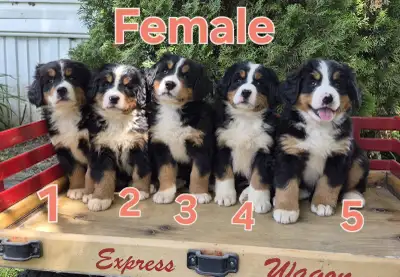 Bernese Puppies , View more