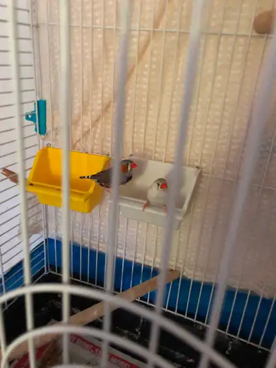 pair of zebra finches, View more