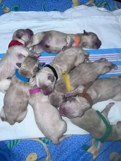 Golden Retriever Puppies for sale!, View more