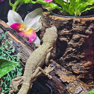 HALF PRICE CHRISTMAS SPECIAL 1000 DOWN FROM 2000 priced to sell fast the price will go back up after...