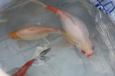 2 mostly white pond fish. The smaller one is approximately 8 inches in length and the larger one is...