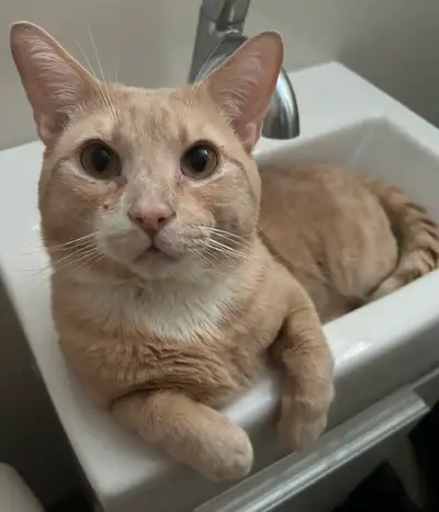 Sweet indoor cat rehome, View more