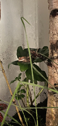 Price reduced: Fun loving crested gecko 