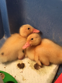 Magpie ducklings (purebred)