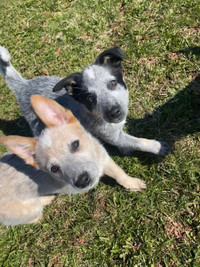 Only 5 left Puppies Red and Blue heelers(Australian Cattle Dogs)