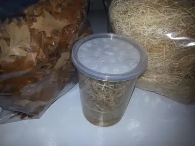 Wingless Melanogaster Fruit Fly Culture, Leaf Litter, Excelsior, View more