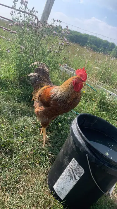 Hello we have a bunch of cull chickens no longer laying or laying very slowly small birds red and wh...