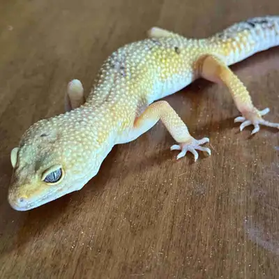 Geckos Léopards et Terrarium  à vendre , View more