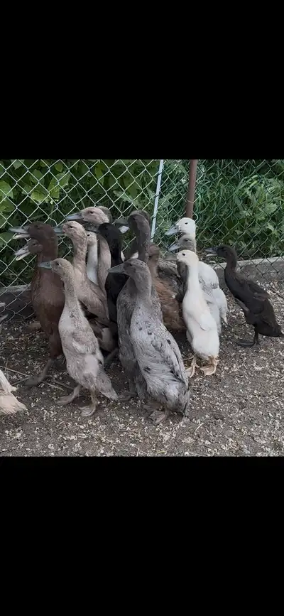 Indian runner ducks, View more