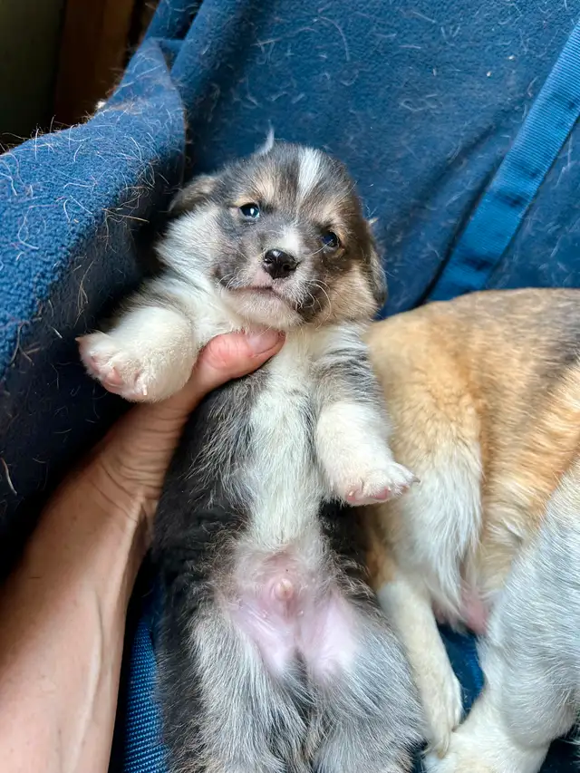 Chiot CORGI à adopter in Dogs & Puppies for Rehoming in West Island - Image 9