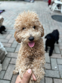 Toy Poodle  pure breed 