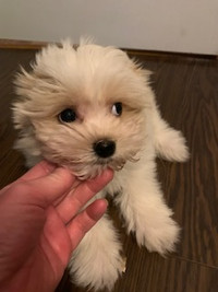♥️♥️Maltese Puppies♥️♥️ SOLD Waitlist available