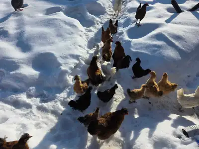Chickens 4 to 5 months old, View more