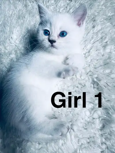 Purebred British Shorthair kittens ready! BLUE EYES , View more