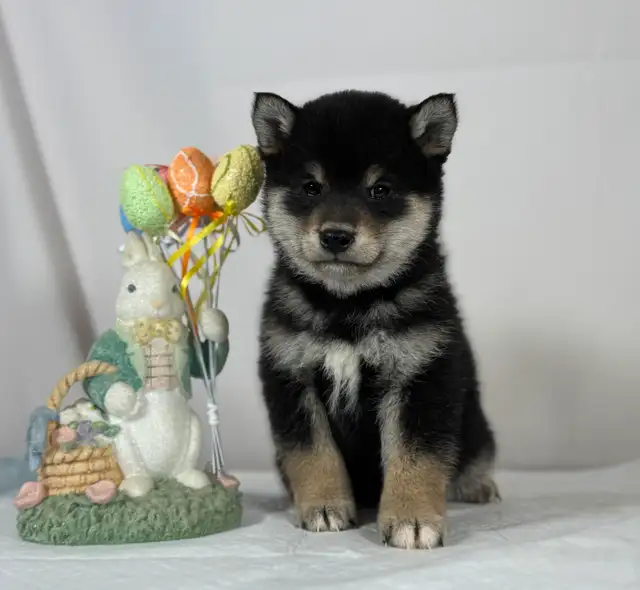 Last 1 CKC Shiba Inu puppies in Dogs & Puppies for Rehoming in Markham / York Region - Image 8