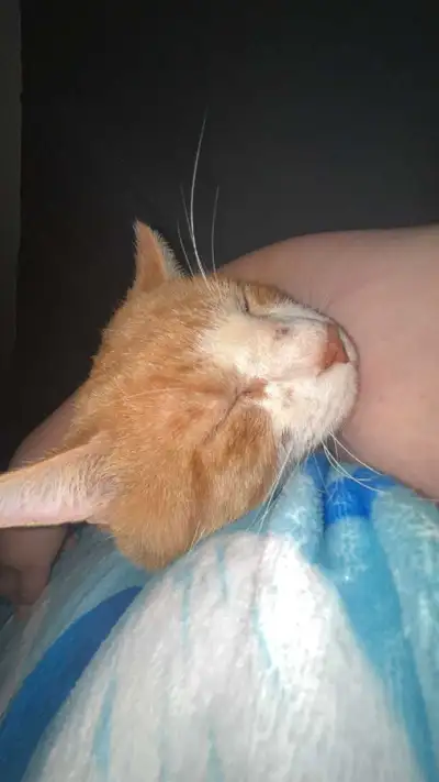 cat looking for his forever home , View more