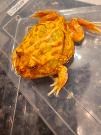 Pacman frog apricot for sale