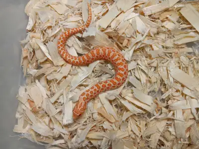 hognose snake , View more