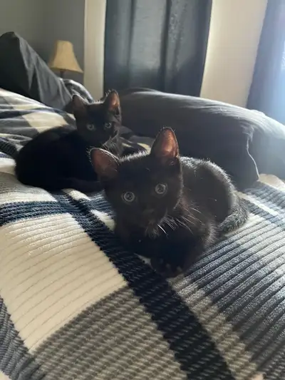 I have 3 kittens for sale ready to go! Grey one is a female 1 black one female 1 black one male They...