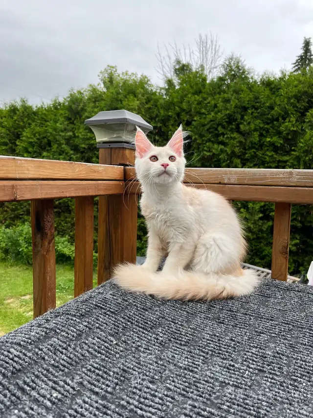 mainecoon in Cats & Kittens for Rehoming in City of Montréal - Image 4