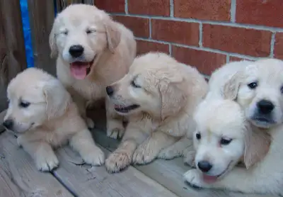 Purebred golden retriever puppies, View more