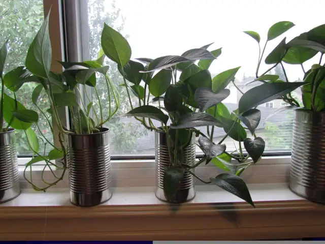Beautiful Golden Pothos and Hawaiian Pothos flower mix in a 680m in Other in Calgary - Image 4