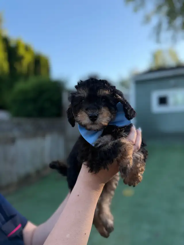 Male toy poodle puppies in Dogs & Puppies for Rehoming in North Shore - Image 4