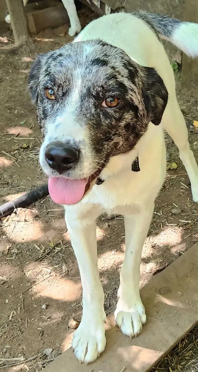 petite femelle Labrador X Berger Australien | Dogs & Puppies for ...