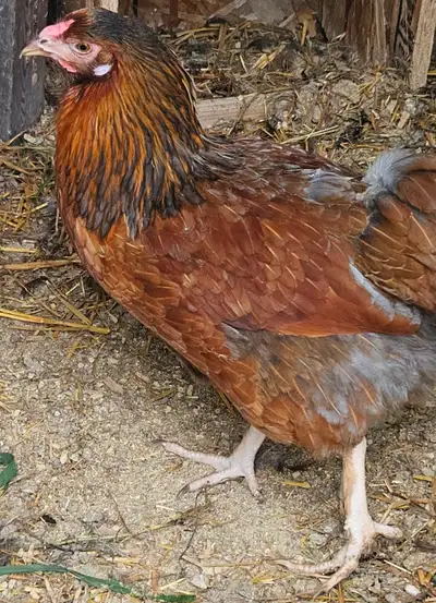 Laced Easter Egger Pullets, View more