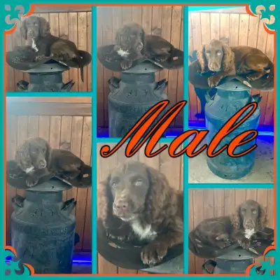 Chiot ÉpagneulsCocker Anglais Field Bred English Cocker Spaniels, View more