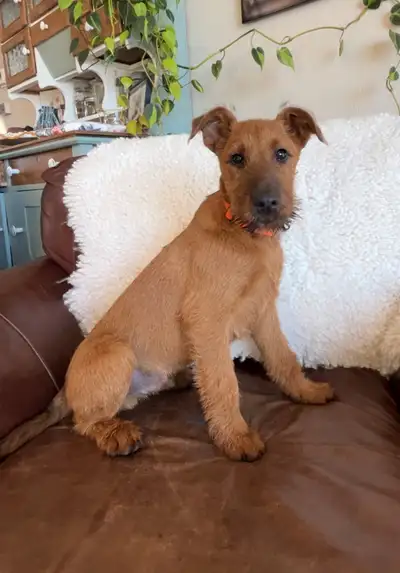 Irish Terrier pups, View more