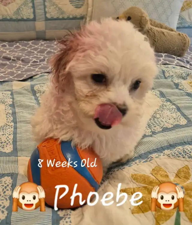 ♥️ READY  5 SWEET  MALTESE/SHIH TZU  PUPPIES ♥️ in Dogs & Puppies for Rehoming in Cowichan Valley / Duncan - Image 4