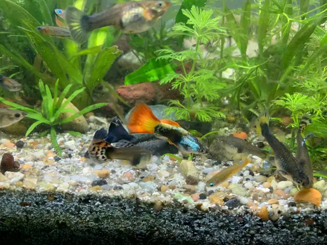 Least Killifish in Fish for Rehoming in Richmond - Image 7