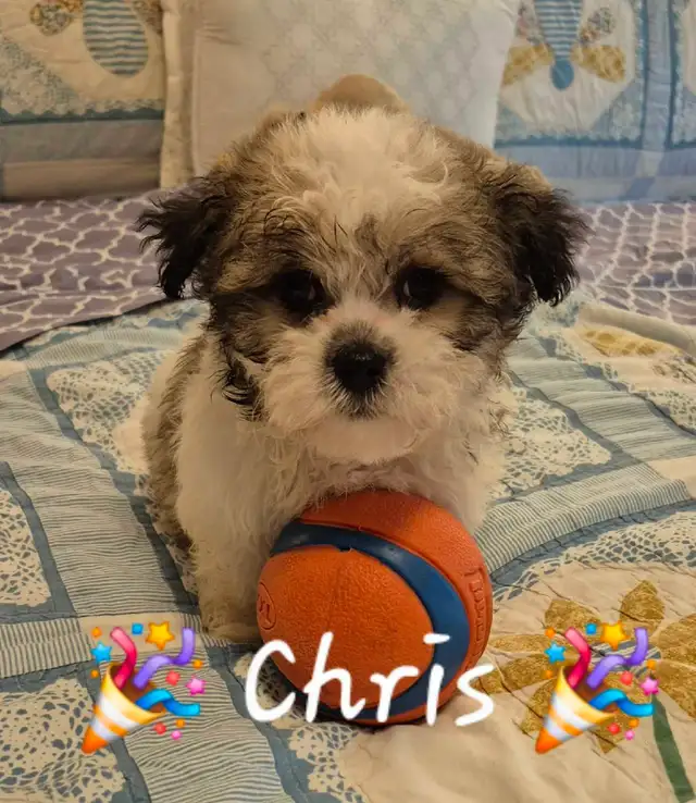 ♥️ READY  5 SWEET  MALTESE/SHIH TZU  PUPPIES ♥️ in Dogs & Puppies for Rehoming in Cowichan Valley / Duncan - Image 2