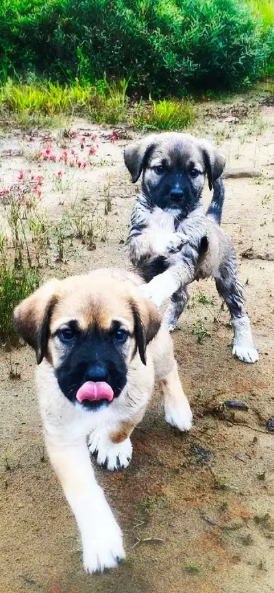 Born July 18. Beautiful puppies ready to go. Going fast!
