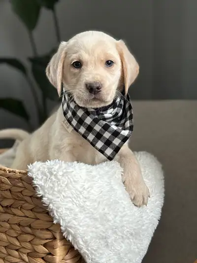 Charcoal & Champagne Purebred Lab Puppies! , View more